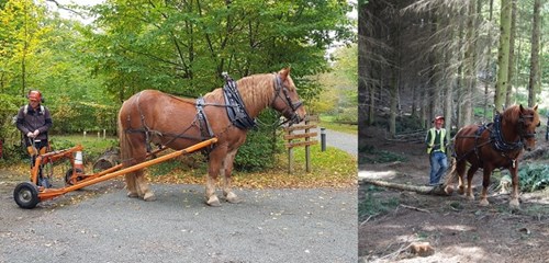 Two photos of Roy the heavy horse