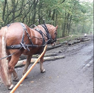 a suffolk punch horse helping with building the dams at Thorndon Country Park