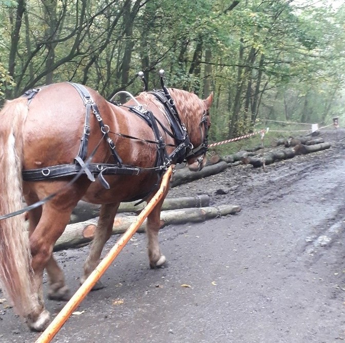 A Suffolk punch horse helping with building dams