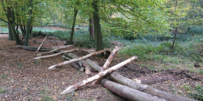 Woodland with stripped logs lined up ready for creating a dam
